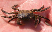 Asian shore crab