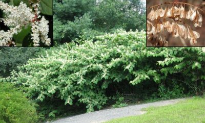 Japanese knotweed is widely adaptable to a variety of habitats.
