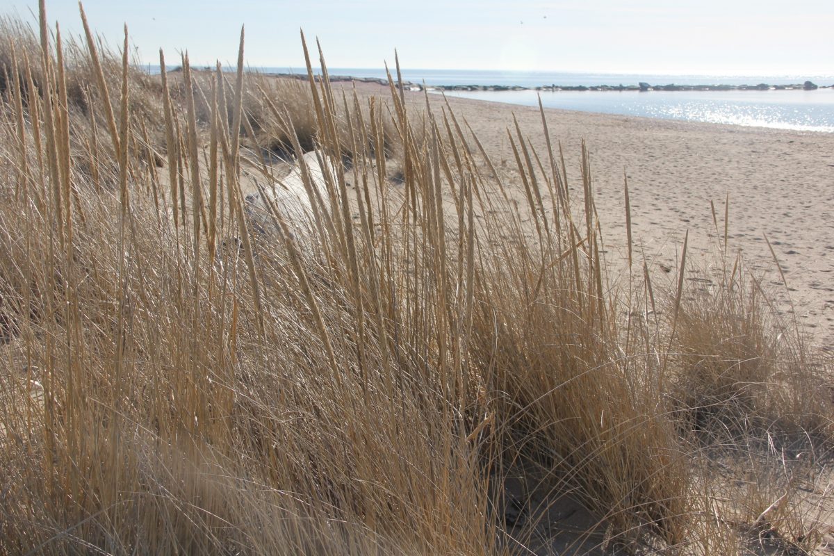 The beach at Hammonassett near the Meig's Point Nature Center.