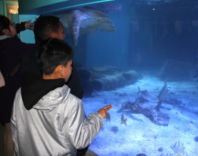 After poster presentations, students toured the aquarium's exhibits, including this one with a sea turtle and several kinds of fish.
