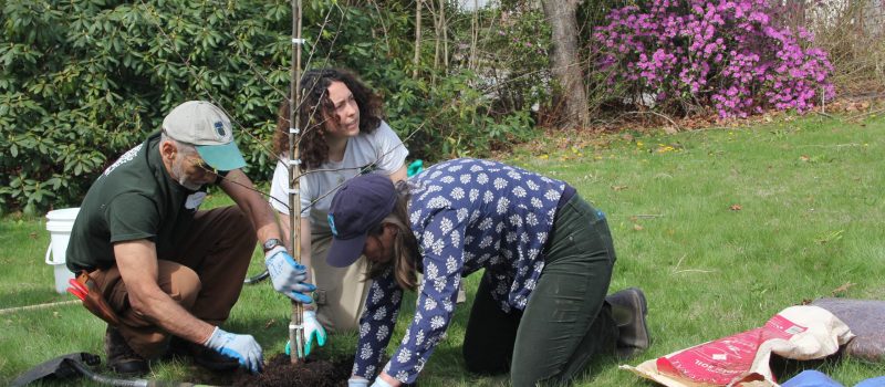 CTSG joined members of New London Rotary and New London Trees in an Arbor Day tree-planting event at the Lighthouse Inn on April 25.